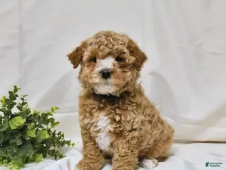 Bichpoo dogs Sky - Ad 31