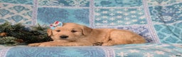 Golden Retriever dogs for sale: Catalina - Ad 4