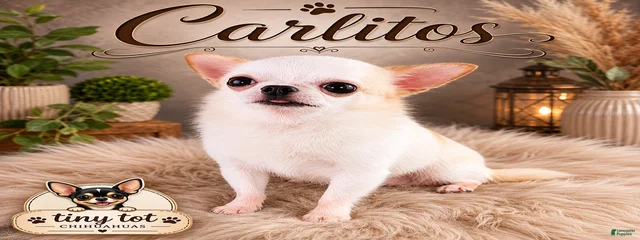 Carlitos