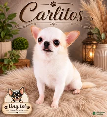 Carlitos