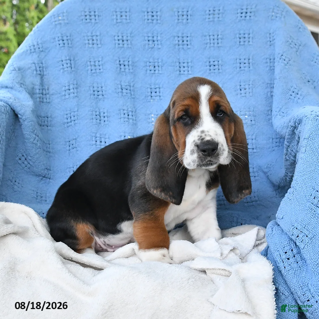 Basset Hound dogs for sale: Charles - Ad 2