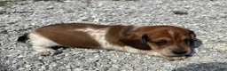 Miniature Dachshund dogs for sale: Miniature Dachshund 2 Tito  - Ad 1