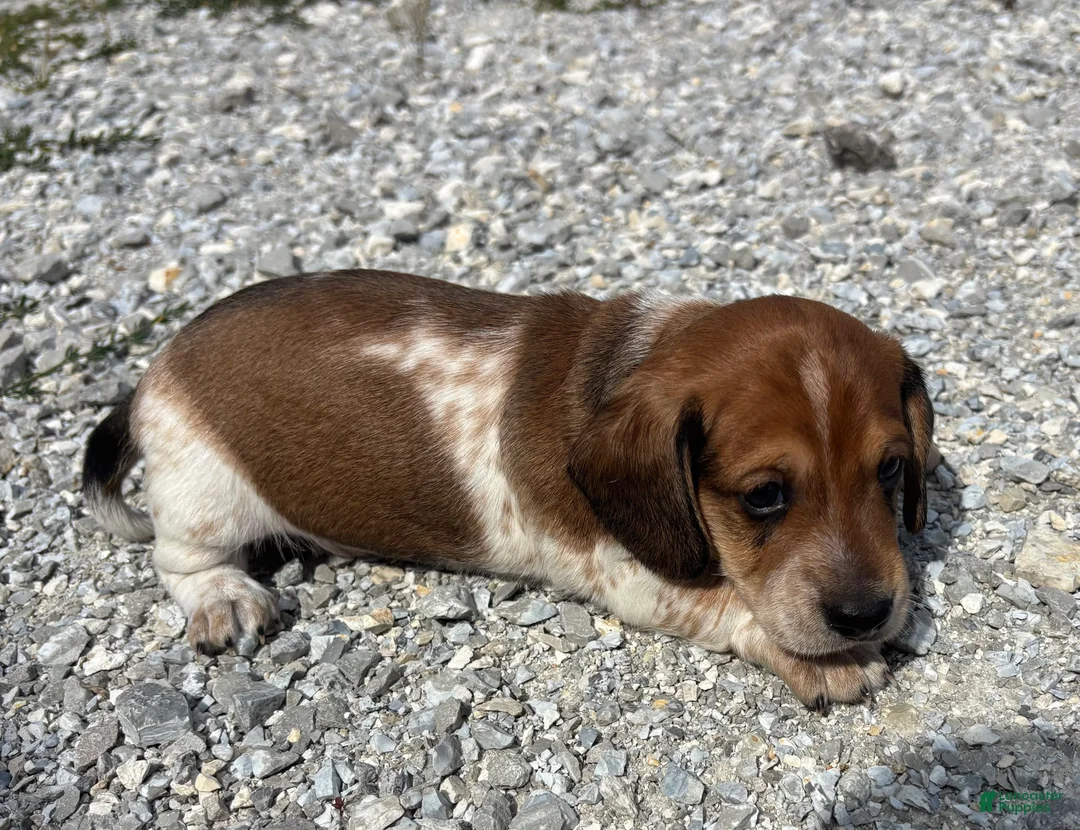 Miniature Dachshund dogs for sale: Miniature Dachshund 2 Tito  - Ad 1