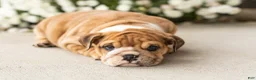 English Bulldog dogs for sale: Bailey  - Ad 7