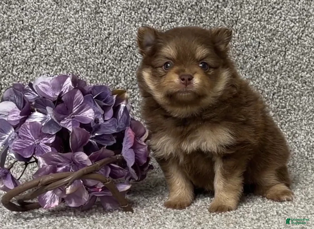 Pomeranian dogs for sale: Tyler - Ad 1