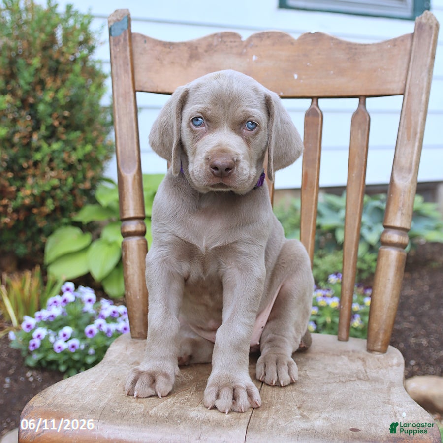 Weimaraner dogs Skye - Ad 1