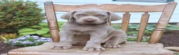 Weimaraner dogs for sale: Skye - Ad 1