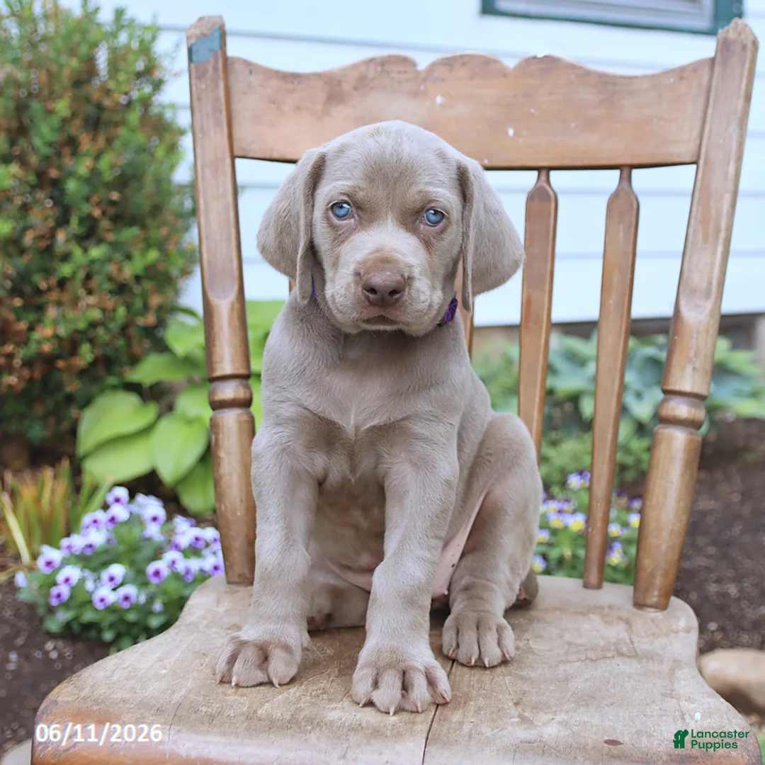 Weimaraner dogs for sale: Skye - Ad 1