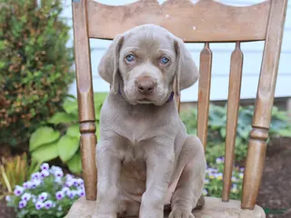 Weimaraner dogs for sale: Skye - Ad 1
