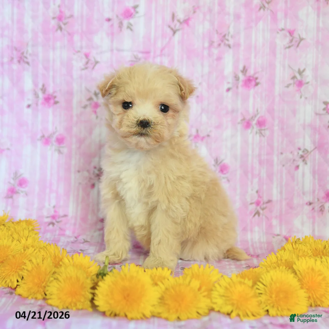 Maltipoo dogs for sale: Barney - Ad 2