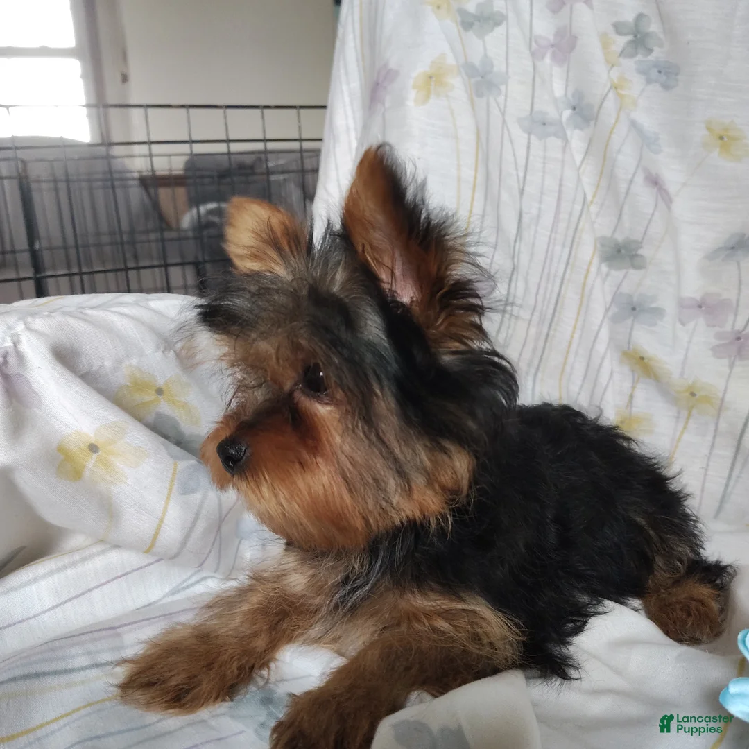 Yorkshire Terrier dogs for sale: Jude - Ad 6