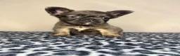 French Bulldog dogs for sale: French Bulldog 1 - Ad 7