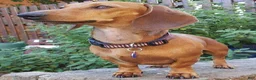 Miniature Dachshund dogs for sale: Miniature Dachshund 1 - Ad 2