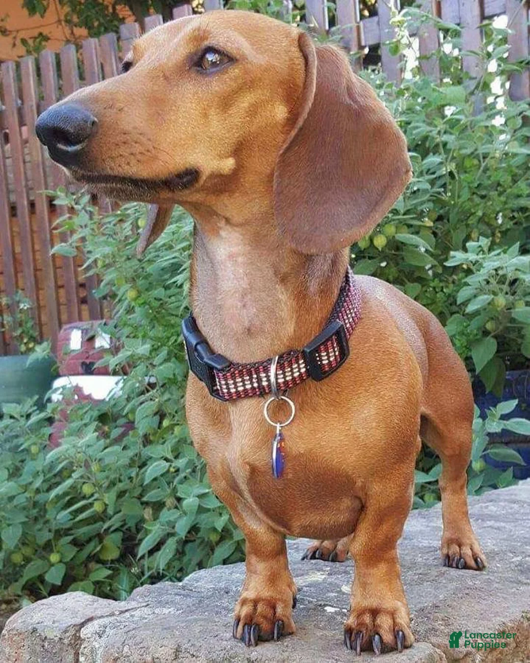 Miniature Dachshund dogs for sale: Miniature Dachshund 1 - Ad 2