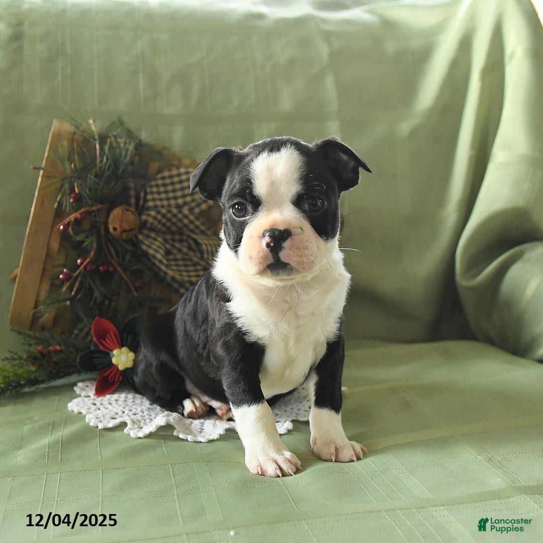 Boston Terrier dogs for sale: Oscar - Ad 5