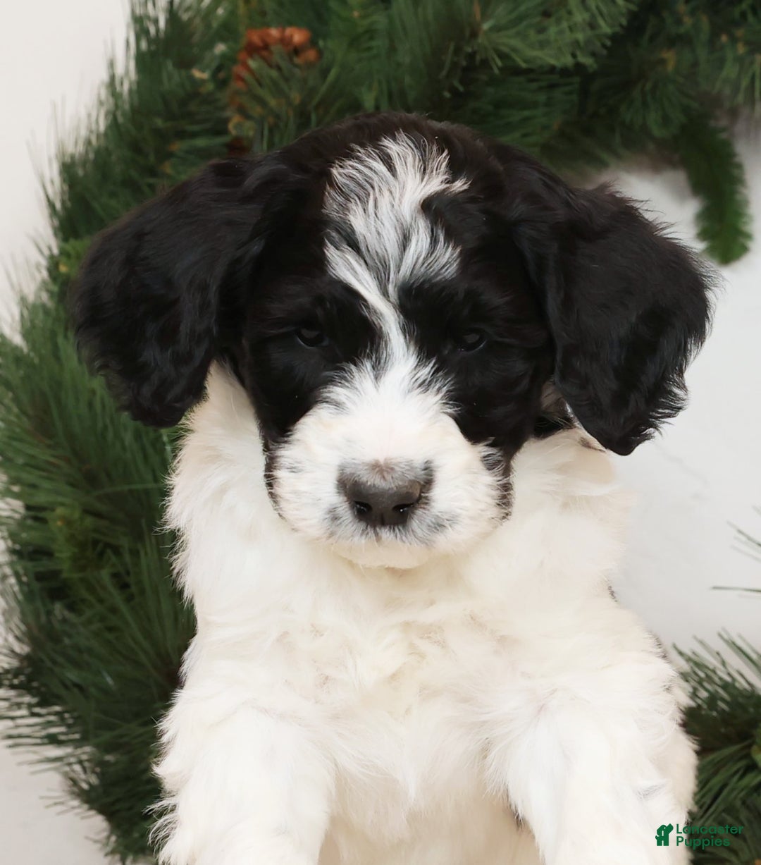 Saint Berdoodles dogs for sale: Bobby - Ad 7