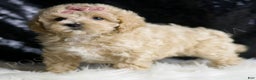 Maltipoo dogs for sale: Nutmeg - Ad 1