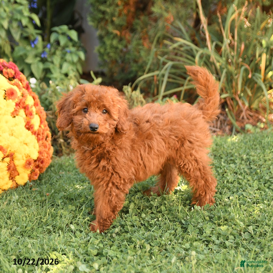 Miniature Poodle dogs for sale: Chase - Ad 2