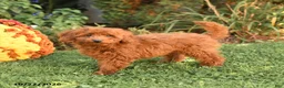 Miniature Poodle dogs for sale: Chase - Ad 2