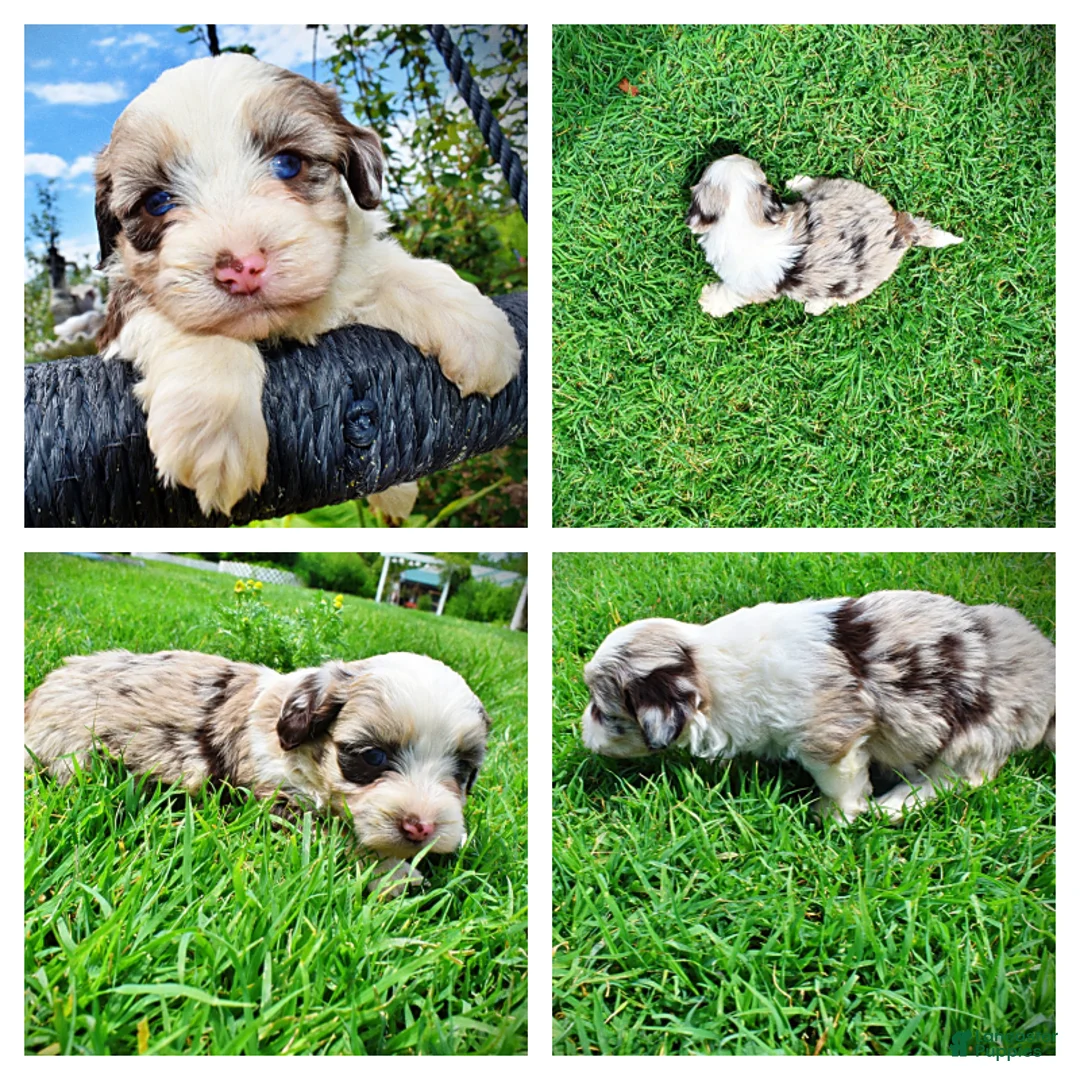 Havapoo dogs for sale: Sadie - Ad 1