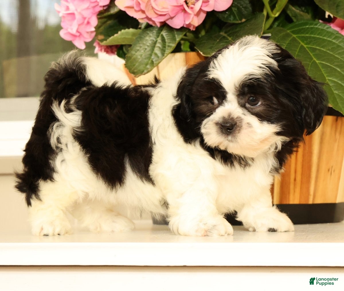 Malshi dogs for sale: Max - Ad 3