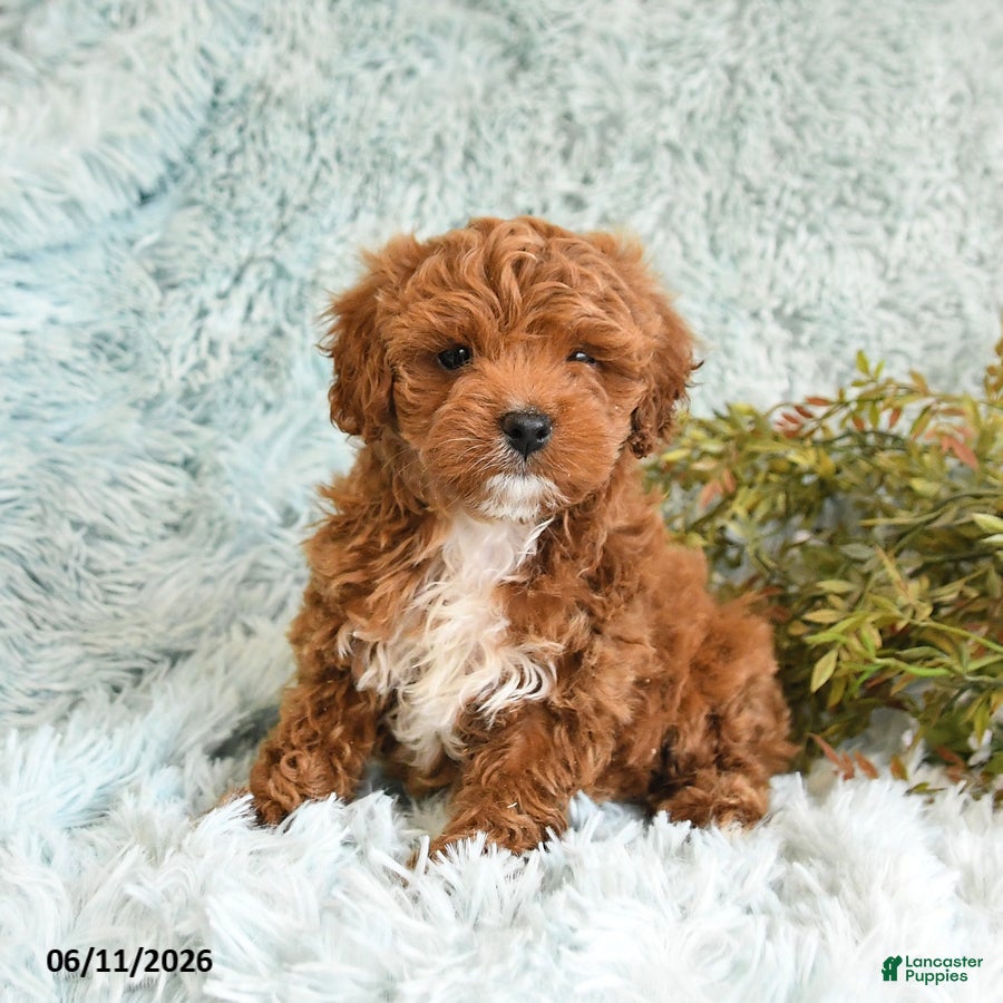 Cockapoo dogs Bertha - Ad 1