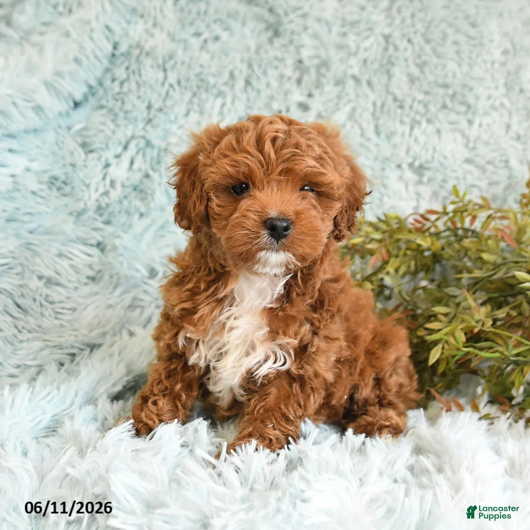 Cockapoo dogs for sale: Bertha - Ad 1