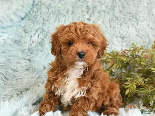 Cockapoo dogs for sale: Bertha - Ad 4