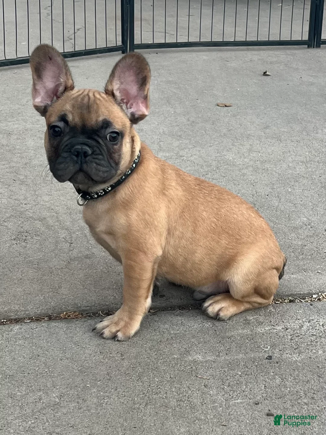 French Bulldog dogs for sale: Gilbert - Ad 1
