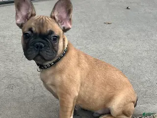 French Bulldog dogs for sale: Gilbert - Ad 1