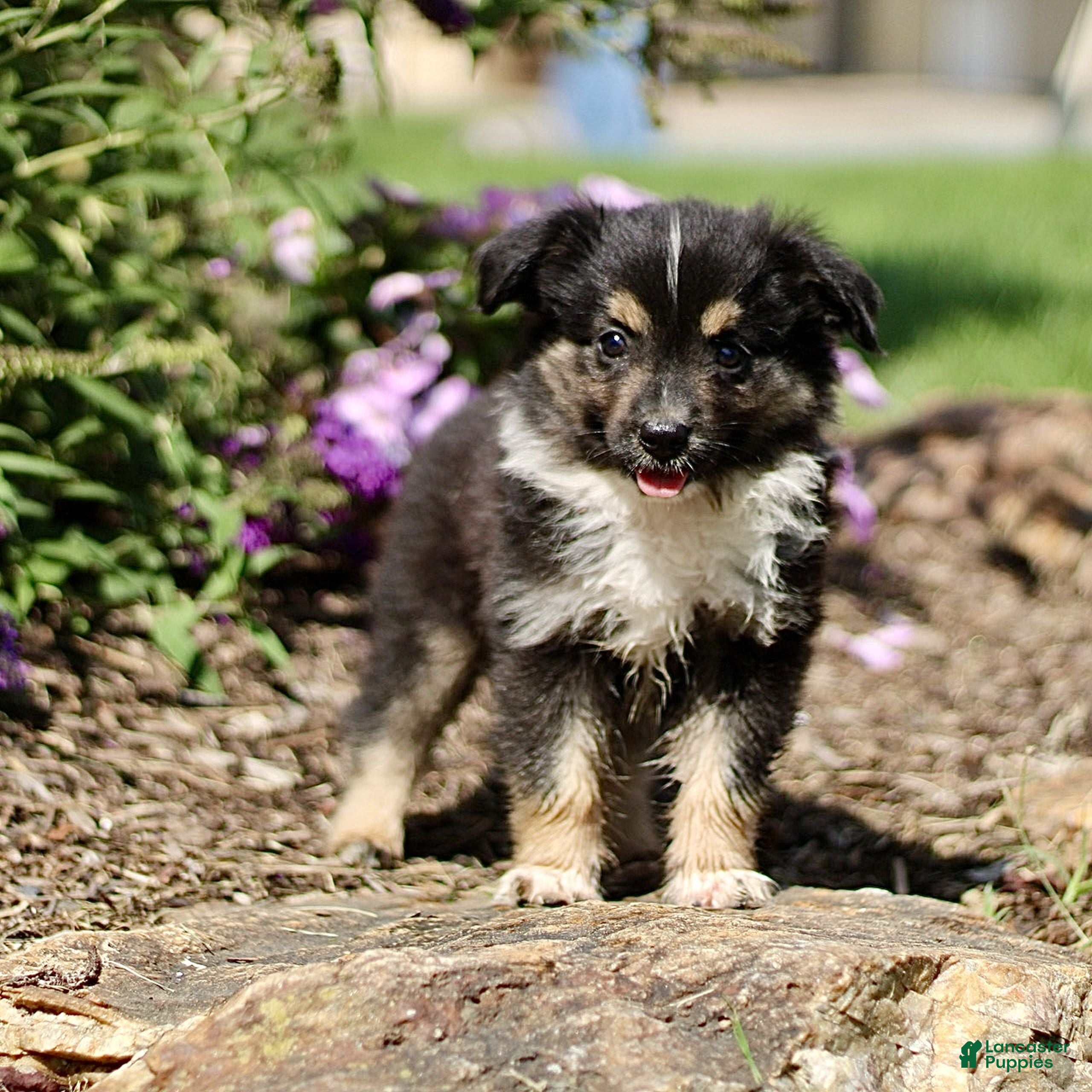 Miniature Australian Shepherd dogs Tanner  - Ad 2