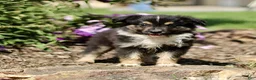 Miniature Australian Shepherd dogs for sale: Tanner  - Ad 2