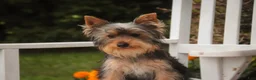 Yorkshire Terrier dogs for sale: Junior - Ad 9