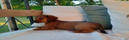 Miniature Dachshund dogs for sale: Teddy  - Ad 7