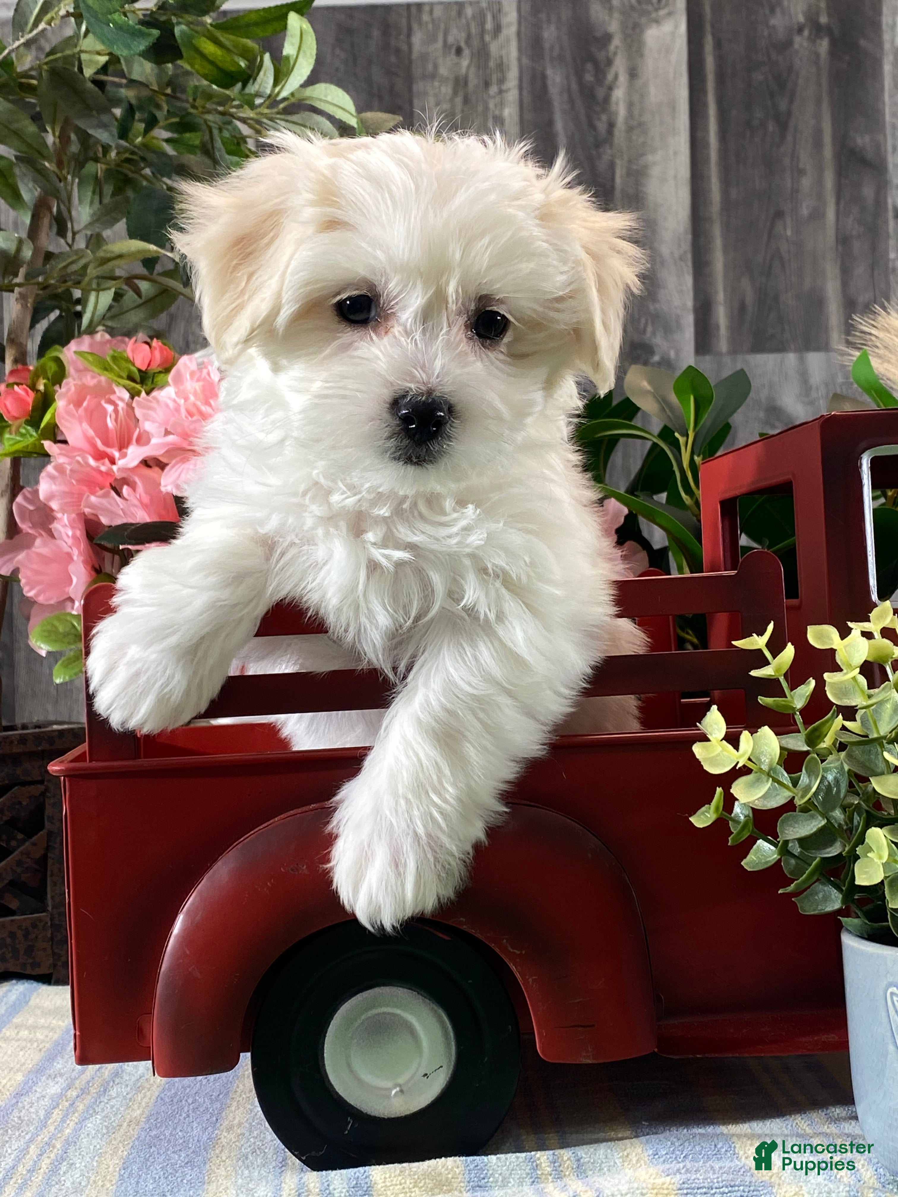 Mixed Breed dogs Aurora  - Ad 14