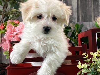 Mixed Breed dogs Aurora - Ad 14