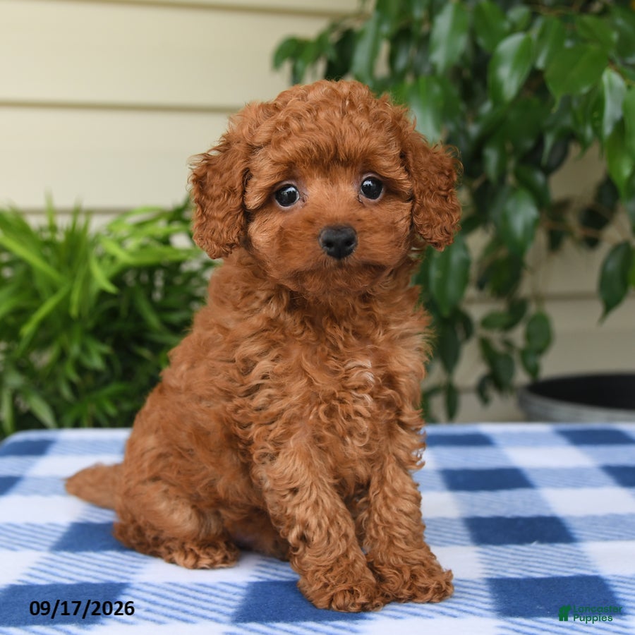 Miniature Poodle dogs Caleb - Ad 1