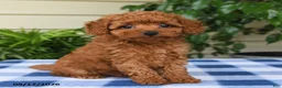 Miniature Poodle dogs for sale: Caleb - Ad 1