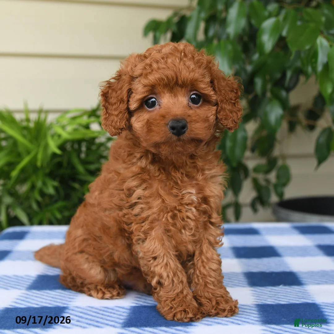 Miniature Poodle dogs for sale: Caleb - Ad 1