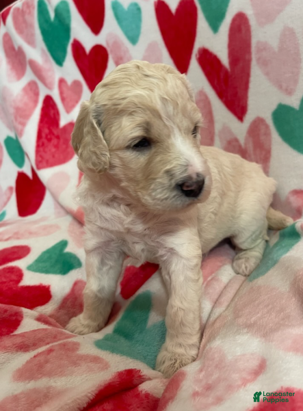 Double Doodle dogs Glimmer - Ad 5