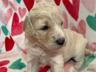 Double Doodle dogs Glimmer - Ad 5