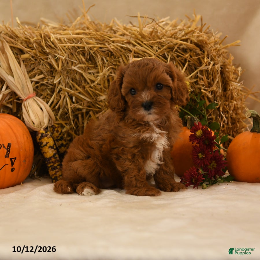 Cavapoo dogs for sale: Kenzy - Ad 1