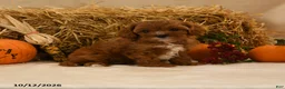 Cavapoo dogs for sale: Kenzy - Ad 1