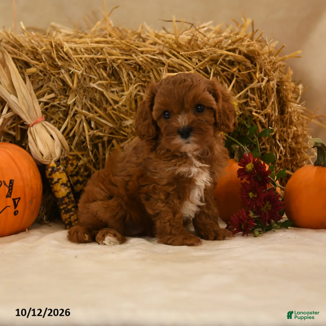 Cavapoo dogs for sale: Kenzy - Ad 1