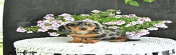 Dachshund dogs for sale: Asher - Ad 1
