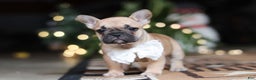 French Bulldog dogs for sale: Ivy - Ad 6