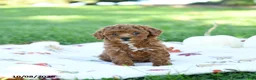 Toy Poodle dogs for sale: Chia  - Ad 3