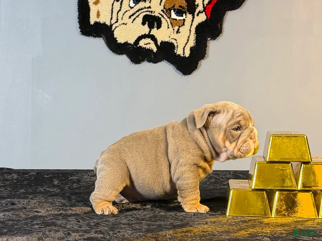 English Bulldog dogs for sale: English Bulldog Puppy 2 - Ad 3