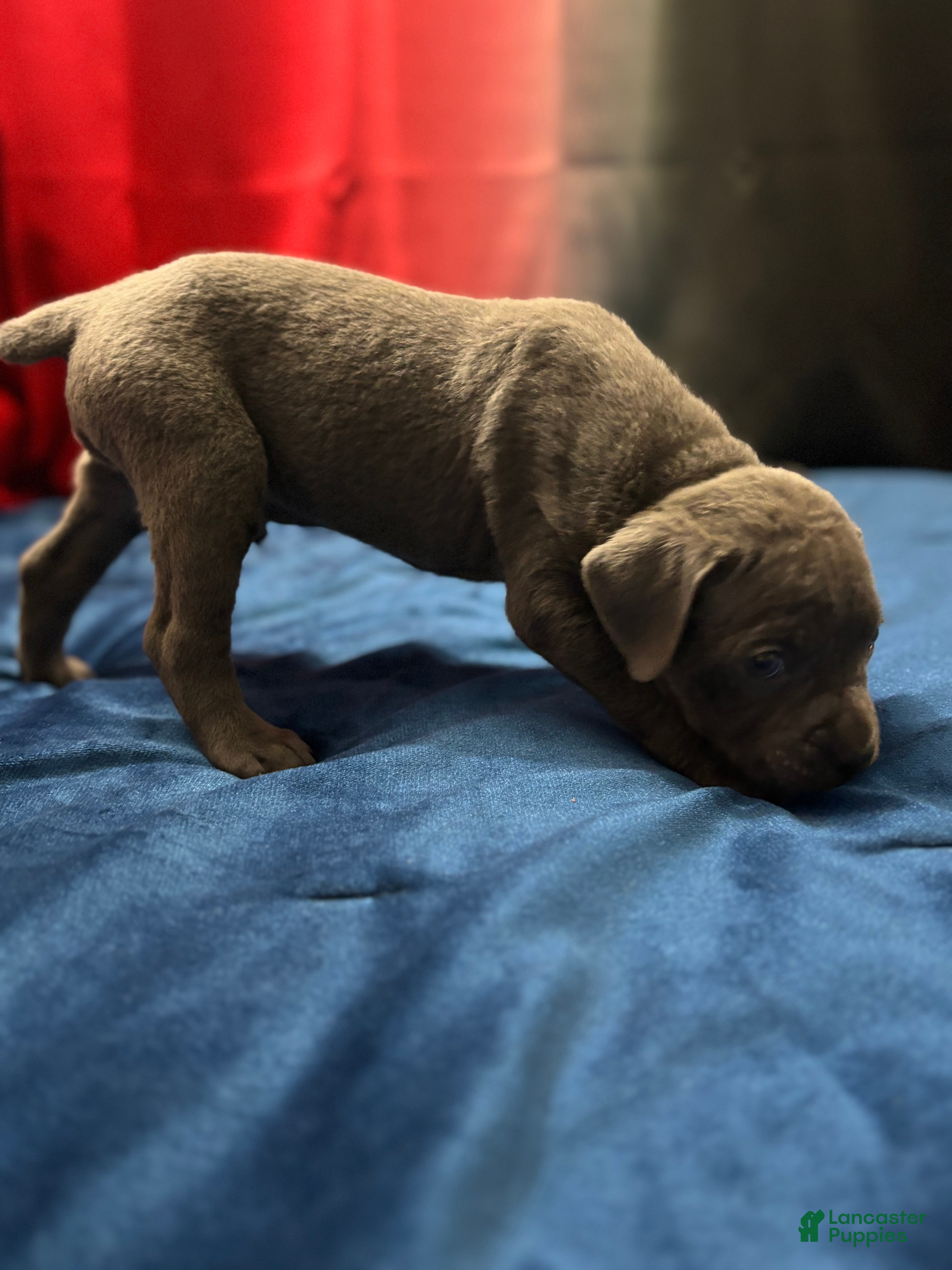 Cane Corso dogs Neeko - Ad 14