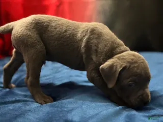 Cane Corso dogs Neeko - Ad 9